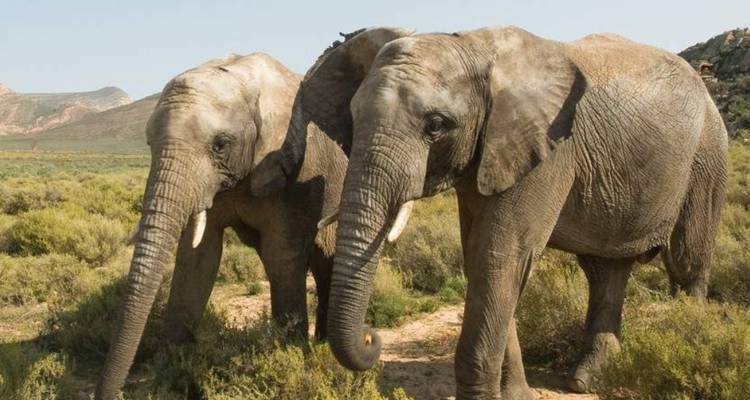Two elephants walking together in the savannah