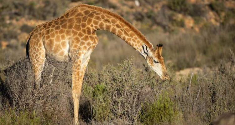 Giraffe grazing in the wild