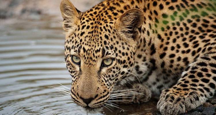 Leopard drinking water with reflective surface