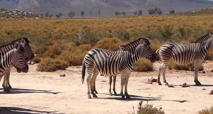 Zebras standing in a dry landscape