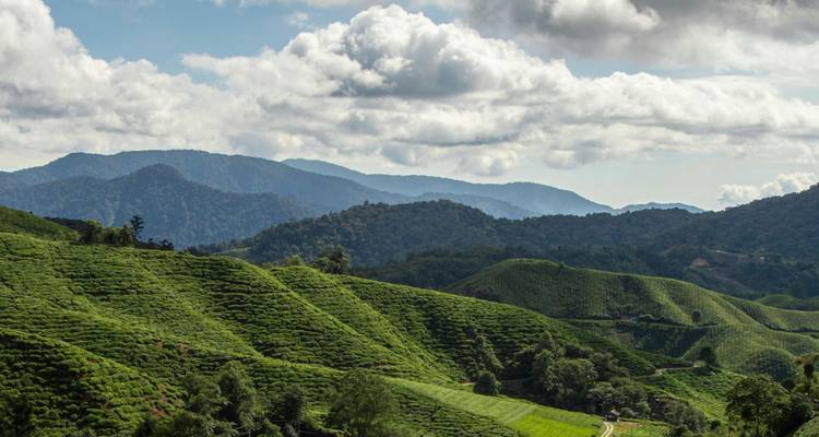 Des collines verdoyantes vallonnées avec un arrière-plan montagneux sous un ciel bleu.