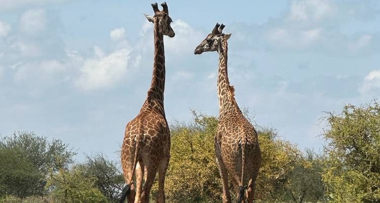 Deux giraffes se dressant majestueusement contre un ciel bleu et des acacias dans la savane africaine