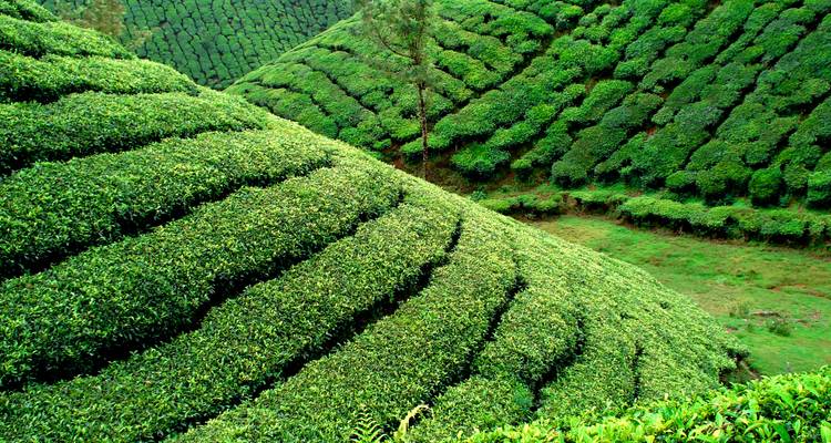 Green tea plantations sprawling across rolling hills.