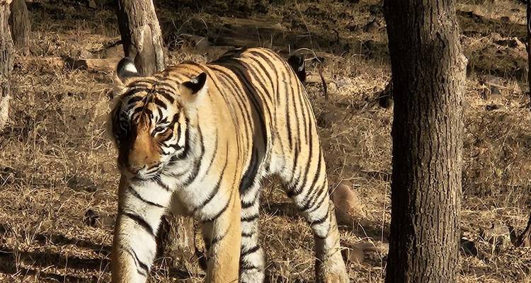 Tigre du Bengale marchant à travers une forêt sèche.