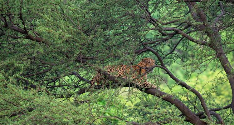 Léopard se reposant sur une branche d'arbre.