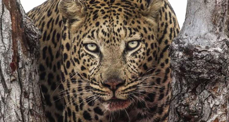 Un vehículo de safari con turistas observando un perro salvaje.