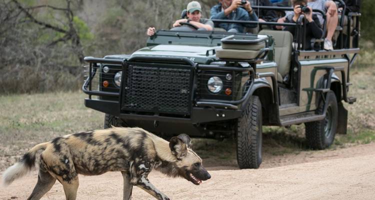 Turistas en un vehículo de safari observando un elefante.
