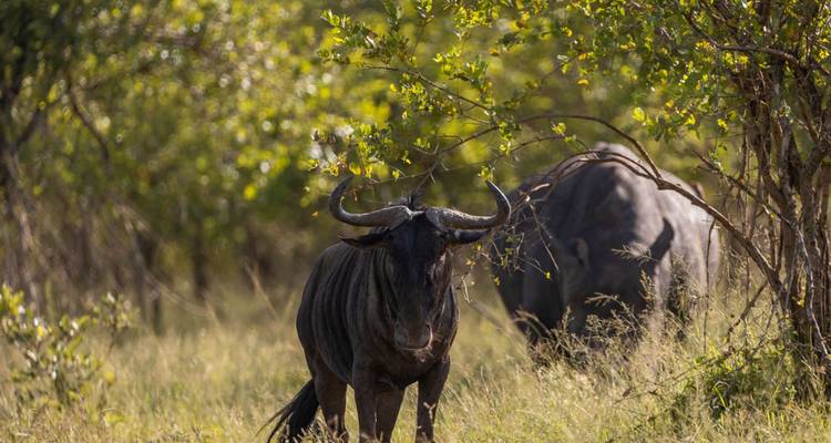 Ñu parado en una zona de hierba con árboles.