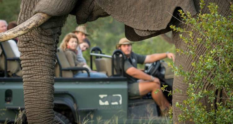 Grupo de turistas en un vehículo de safari junto a un elefante.
