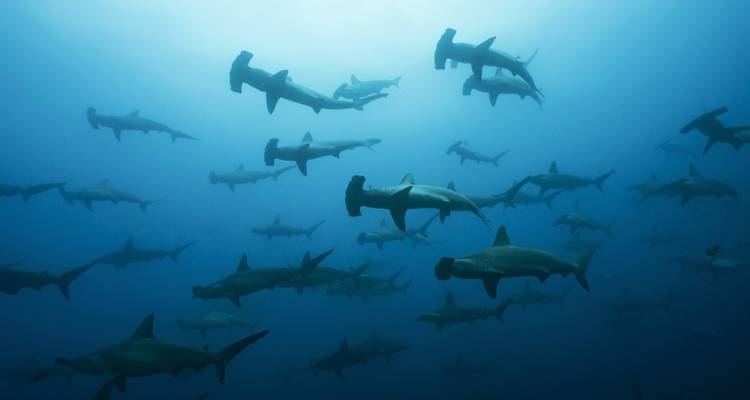 École de requins-marteaux nageant sous l'eau.