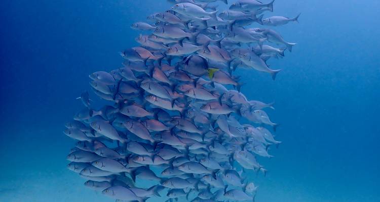 Beaucoup de poissons nageant ensemble sous l'eau.