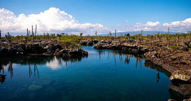 Vue panoramique d'un lagon tranquille avec une végétation unique.