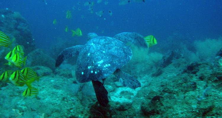 Tortue marine nageant parmi les poissons dans l'océan.