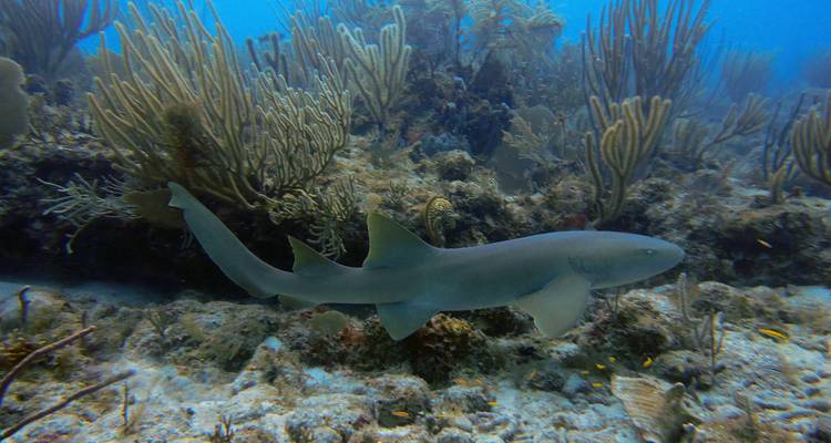 Requin nageant dans un habitat de récif corallien.
