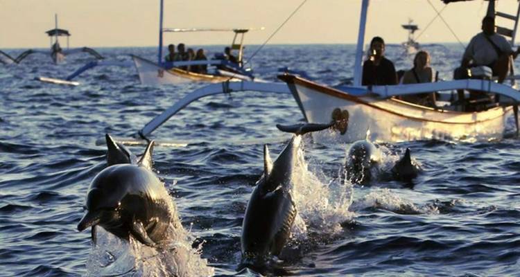 Des dauphins bondissant près des bateaux au lever du soleil.