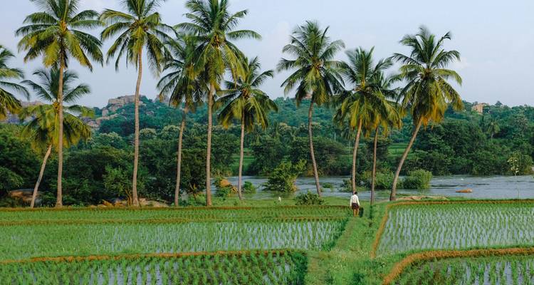 Een landschap met rijstvelden en palmbomen onder een blauwe hemel.