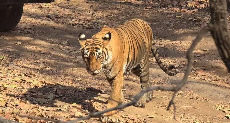 Tigre marchant dans une zone forestière.