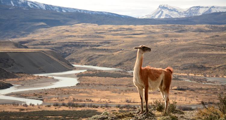 Trek en Patagonie : Le meilleur de Torres del Paine (5 jours / 4 nuits) - Gray Line Chile 6