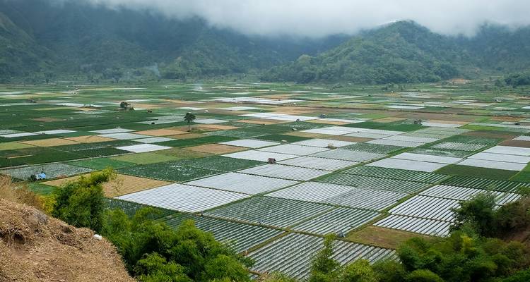 Exuberantes campos verdes y de mosaico en Lombok, Indonesia.