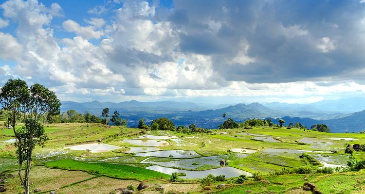 Rizières en terrasses avec un arrière-plan montagneux.