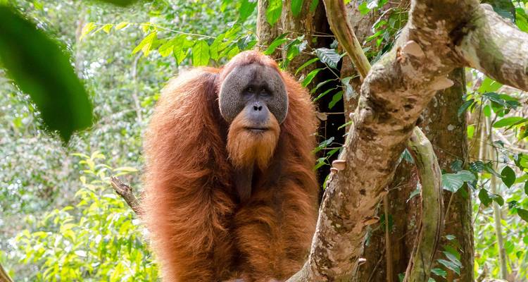 Un grand orang-outan aux poils brun riche est assis tranquillement sur une branche d'arbre de la jungle.
