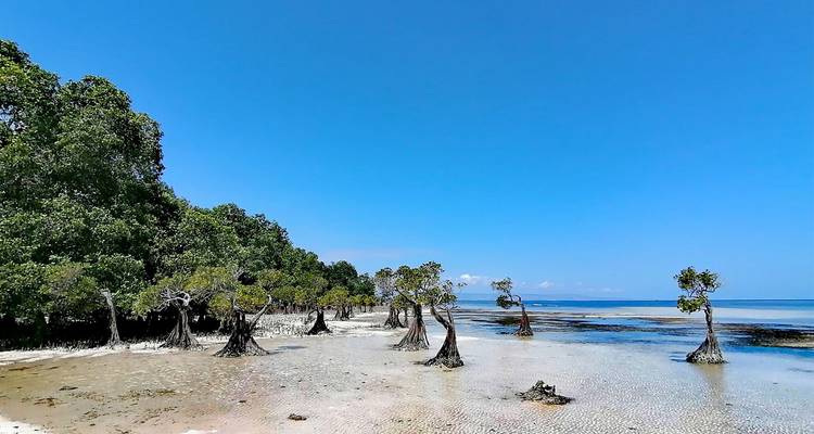Orilla tropical remota con pocos árboles de mangle creciendo en arena blanca y aguas azules poco profundas.