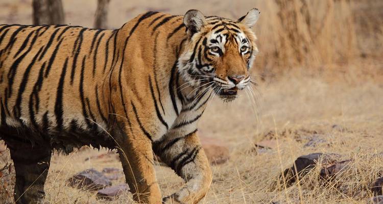 Tigre de Bengala caminando por pastizal seco en el Parque Nacional de Ranthambore