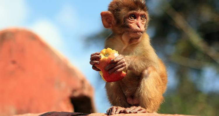 Joven mono se sienta sosteniendo una manzana mordida mientras mira pensativo hacia la distancia