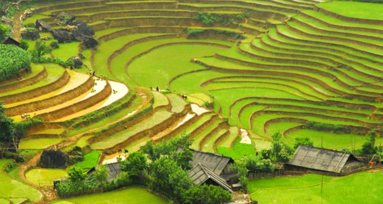 Terrassenförmige Reisfelder in Sapa mit lebendigen grünen Farben.