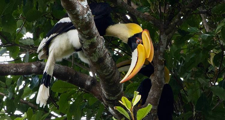 Great hornbill perched in a tree in a jungle.