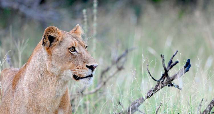 Leona en un campo cubierto de hierba en el Parque Nacional Kruger.