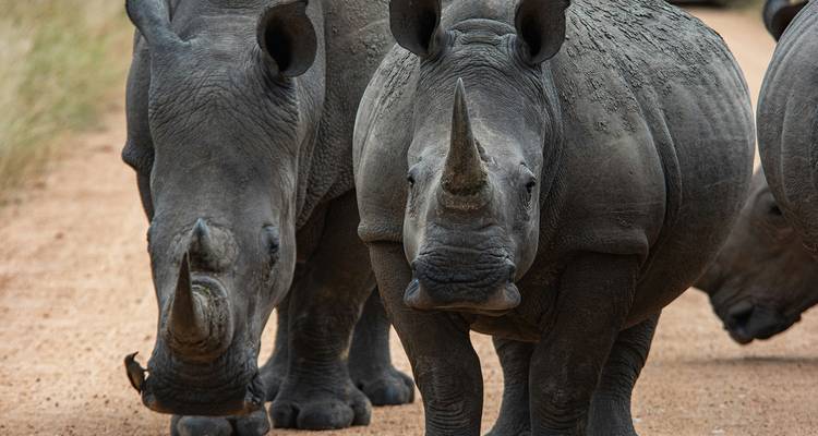 Primer plano de dos rinocerontes en el Parque Nacional Kruger.