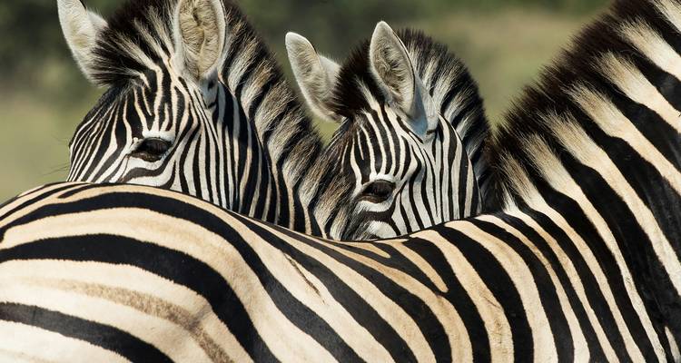 Primer plano de cebras en un entorno salvaje.