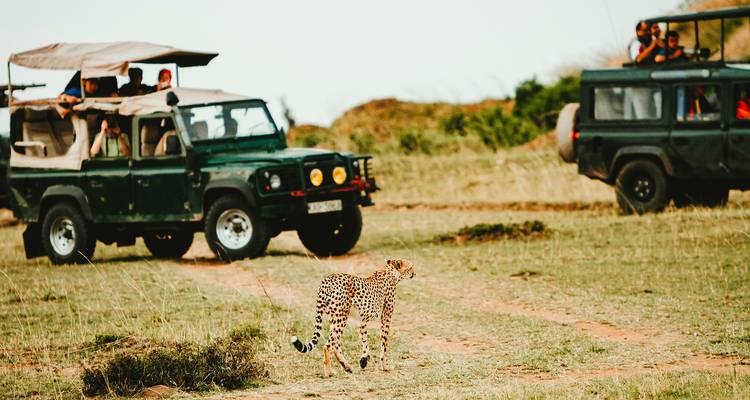 Recorrido de safari con vehículos salvajes y un guepardo en primer plano.