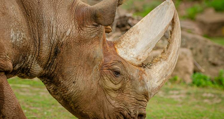 Gros plan d'un rhinocéros dans un environnement naturel.