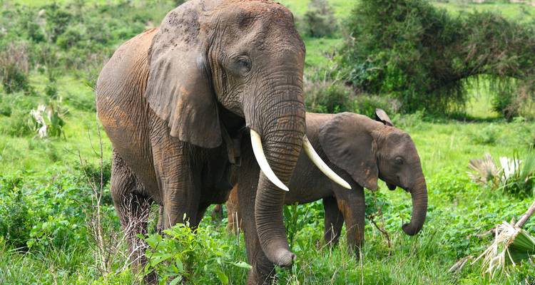 Deux éléphants broutant dans un champ herbeux.