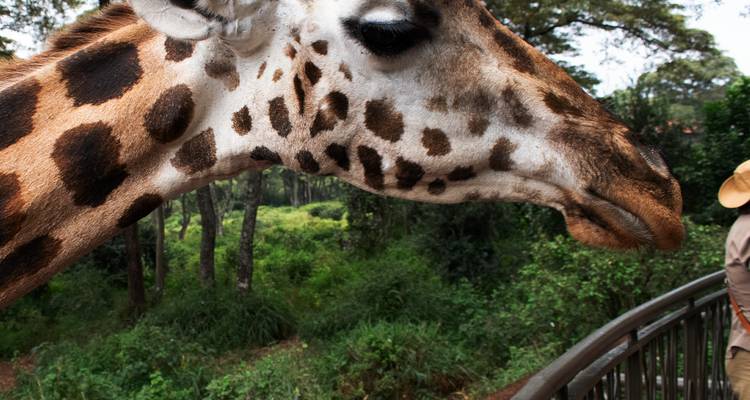 Gros plan d'une girafe dans un parc safari.