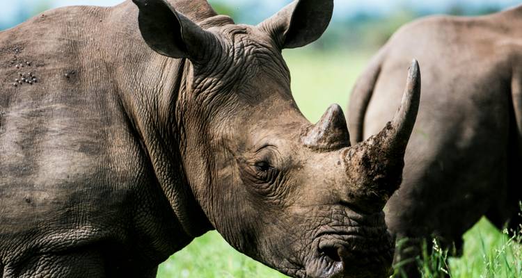 Gros plan d'un rhinocéros dans une zone herbeuse.