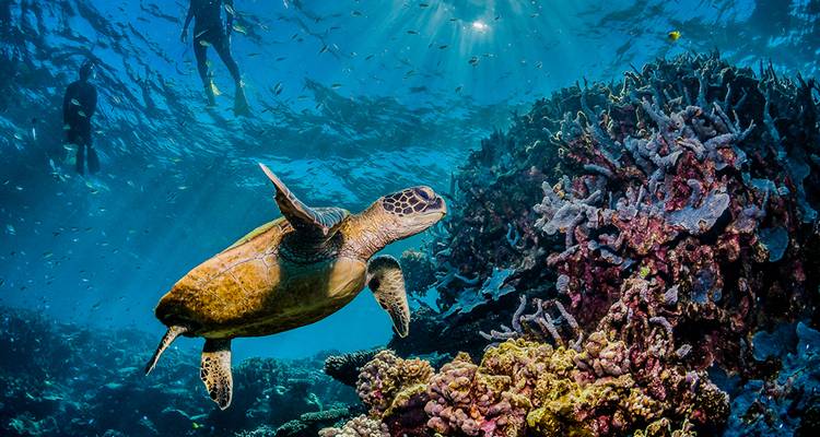 A turtle swimming near a coral reef with divers in the background.