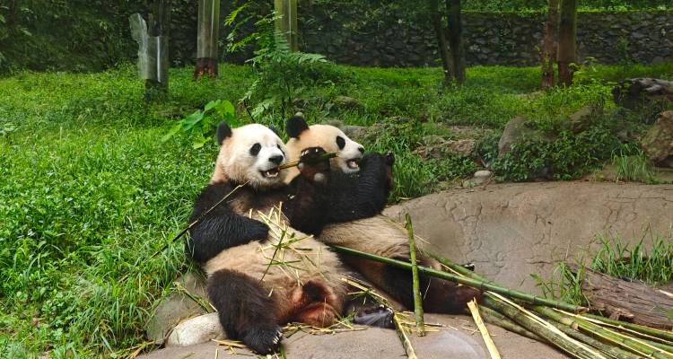 Pandas mangeant du bambou entourés de verdure.