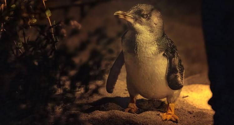 Un pingouin debout sur un sol sablonneux sous un éclairage chaleureux.