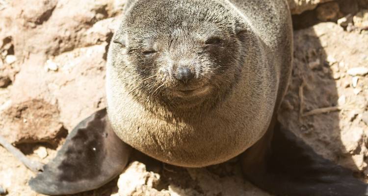 Un phoque se reposant sur un sol rocheux avec les yeux fermés.