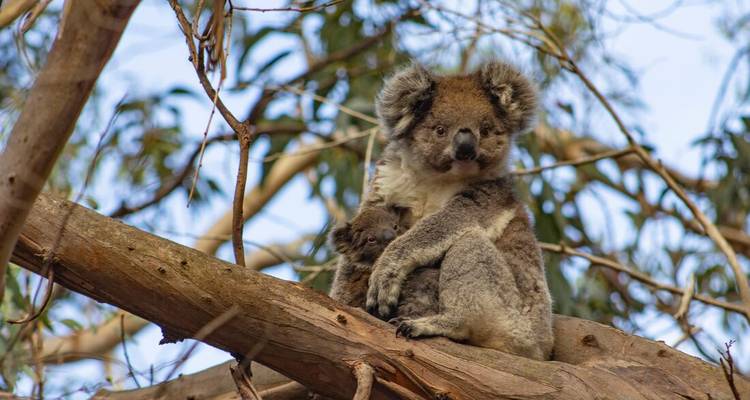 Un koala avec un bébé sur une branche d'eucalyptus.