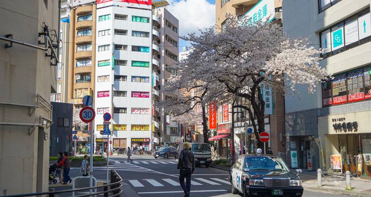 Eine Straße in Japan mit Kirschblütenbäumen und Fußgängern.