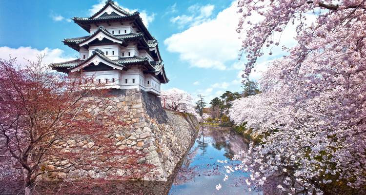 Kirschblüten, die eine traditionelle japanische Burg umgeben.