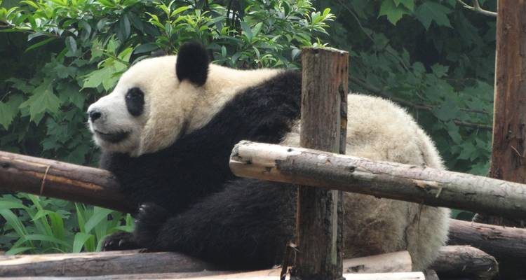 Gros plan d'un panda se reposant sur une structure en bois avec un feuillage vert en arrière-plan.