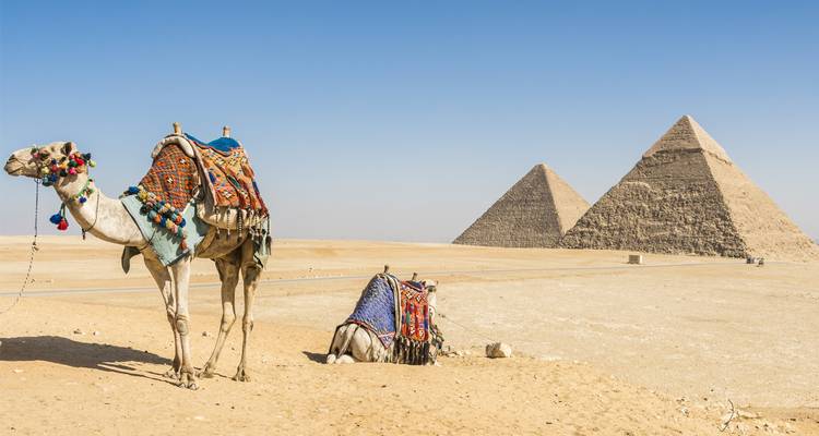 Camellos descansando frente a las Pirámides de Giza.