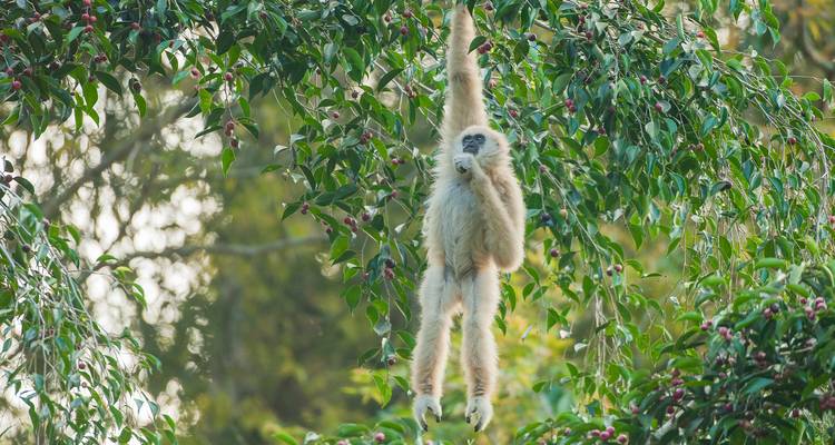 Mono colgando de un árbol comiendo fruta.