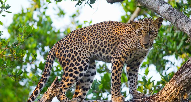 Léopard perché sur une branche d'arbre dans un environnement de jungle.