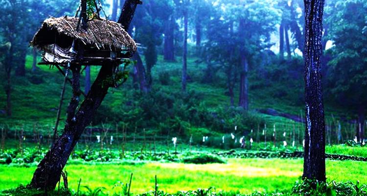 Treehouse overlooking lush green fields with dense forest in the background.